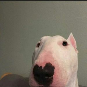 Meet your Posher, Sanibel